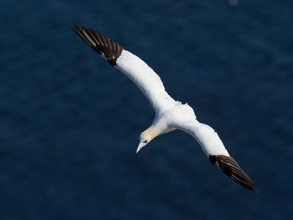 <h3><a href="/trips/helgoland/biota/animalia/chordata/aves/016 suliformes/002 sulidae/morus bassanus/morus bassanus-nl.html">Morus&nbsp;bassanus</a> / Northern&nbsp;gannet / Jan‑van‑gent</h3>NIKON D7100 met AF-S Nikkor 300mm f/2.8G IF-ED VR II, 1/6400 sec  bij F4.0, ISO 250, afstand 44.6&nbsp;m